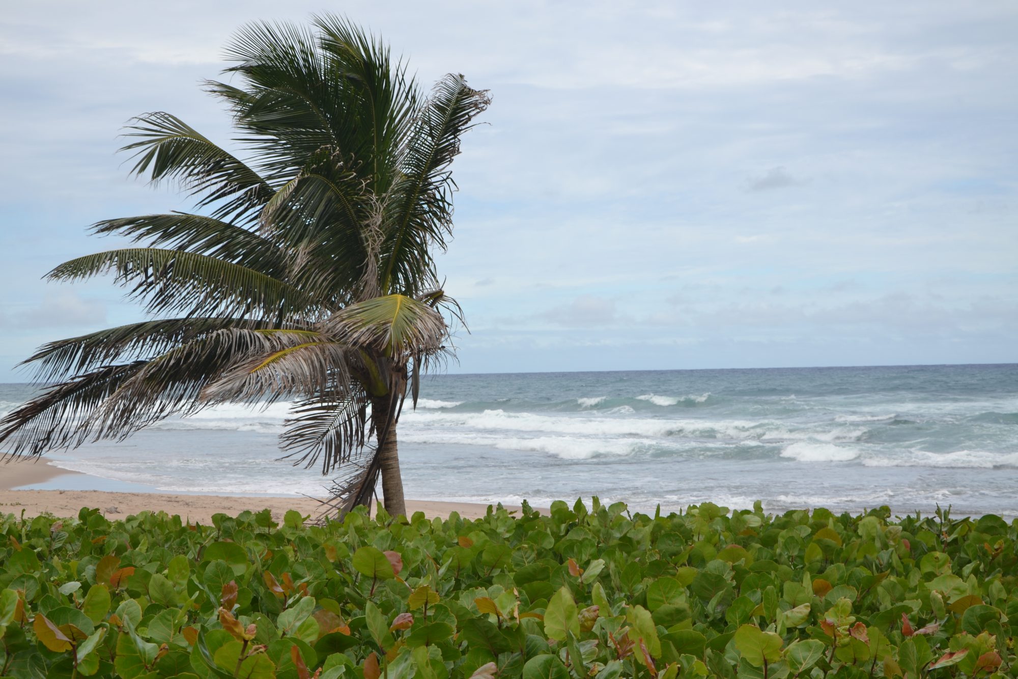 DSC_0117.jpg
